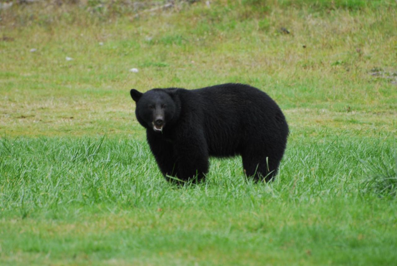 Bjorn Holm Villa Port Renfrew Ngoại thất bức ảnh